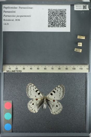Media type: image;   Entomology 174769
